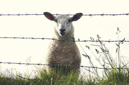 goat picture goat picture